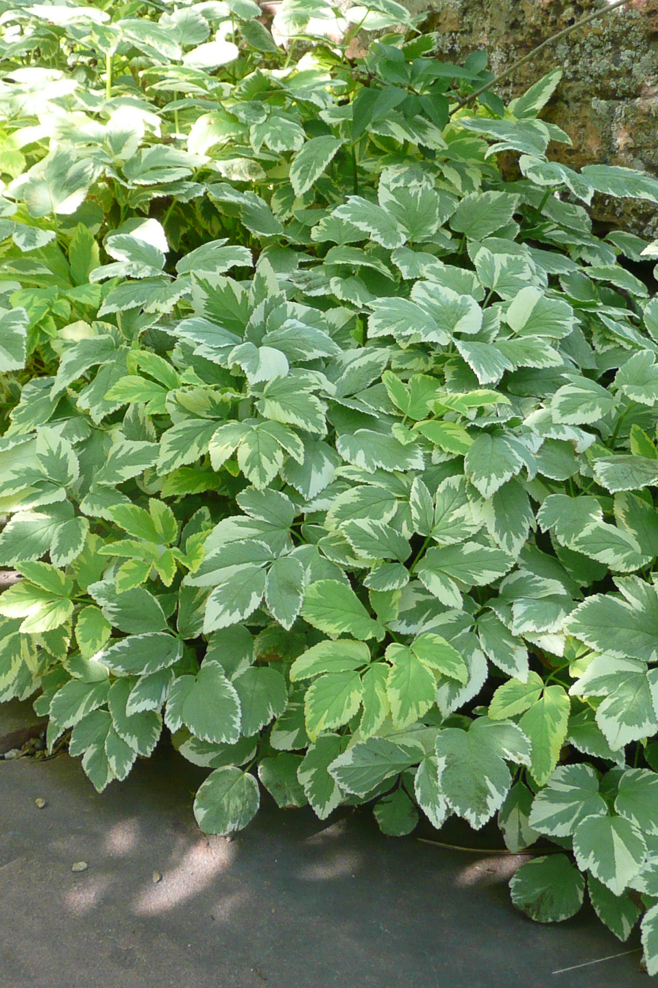Snow on on sale the mountain plant